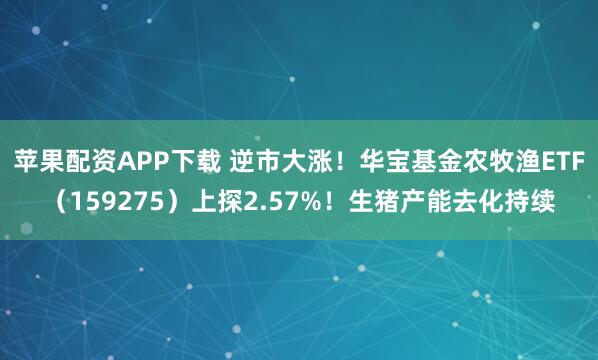 苹果配资APP下载 逆市大涨！华宝基金农牧渔ETF（159275）上探2.57%！生猪产能去化持续
